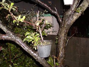木の枝の上の植木?1 木の枝の上の植木?1