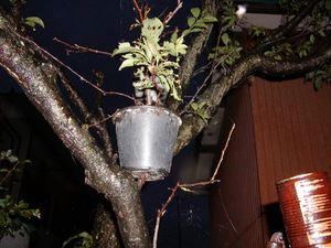 木の枝の上の植木?2 木の枝の上の植木?2