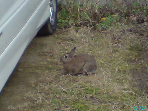 近所でウサギを発見